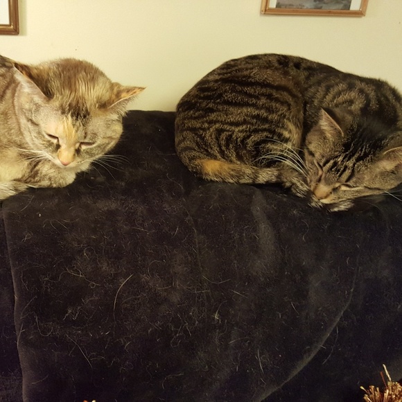 Meet your Posher, Carrie - Picture 7 of 8